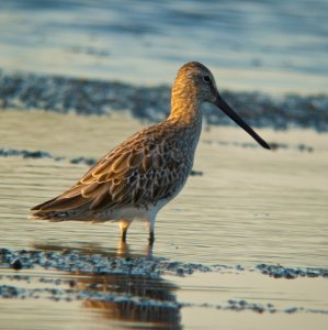 Asian Dowitcher