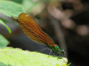 damsel fly