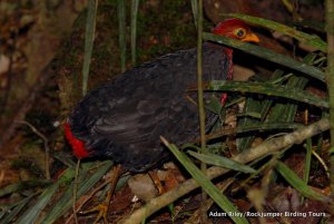 Crimson-headed Partridge