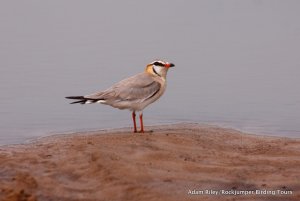 Grey Pratincole