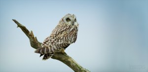 Short Eared Owl ~ Asio flammeus