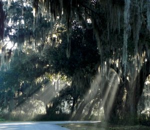 Nature's Cathedral