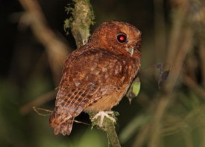 Cinnamon Screech-owl