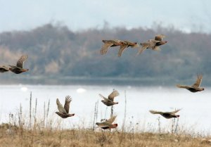 Flock of partridges