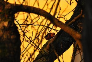 Crossbills after Dawn.