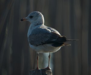 Mew Gull ( Common Gull)