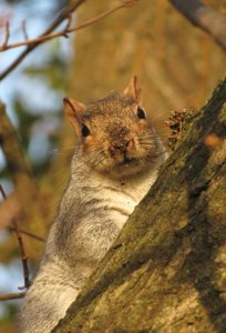 Squirrel in late afternoon sun