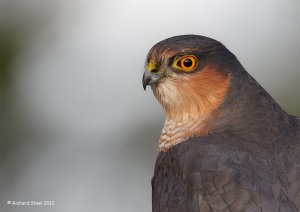 Sparrowhawk