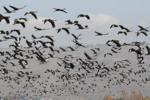 A flock of Common cranes