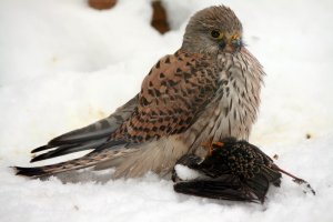 Kestrel grabs a starling