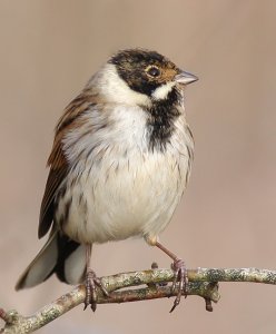 Mr Reed Bunting