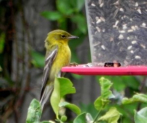 Pine Warbler