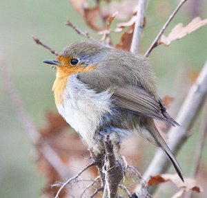 Taste of winter (Robin at -2C)