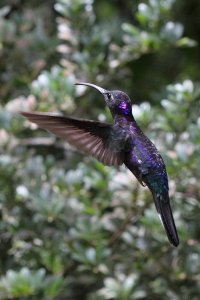 Violet sabre-wing hummingbird (Campylopterus hemileucurus)