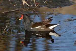 Common Moorhen (Gallinula chloropus)