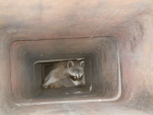 Raccoon in chimney flue
