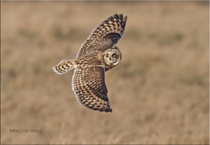 Short-eared Owl