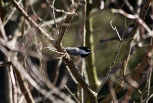 BlackCappedChickadee