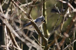 Tufted Titmouse in lilac bush