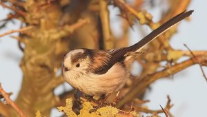 Long-tailed Tit