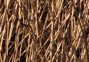 cettis warbler