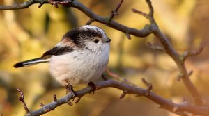 Long-tailed Tit-2