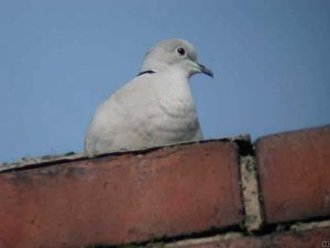 Collared Dove