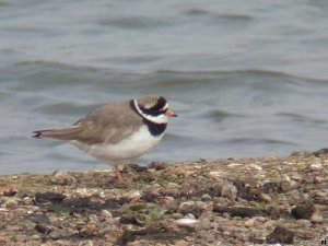 Ringed Plover