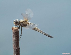 Immature Female Four Spotted Chaser