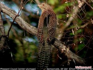 Pheasant Coucal