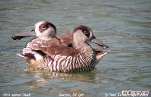 Pink-eared Duck