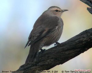 Brown Treecreeper