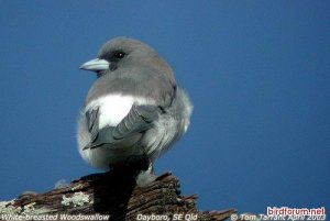 White-breasted Woodswallow