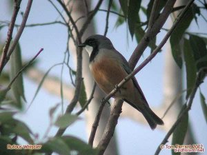 Rufous Whistler