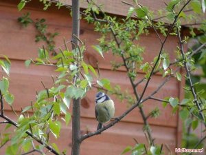 Blue Tit