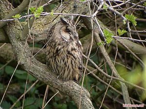 Long-eared Owl