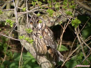 Long-eared Owl