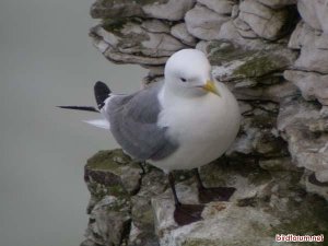 Kittiwake