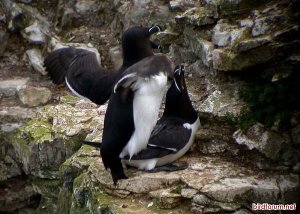 Even Razorbills do it