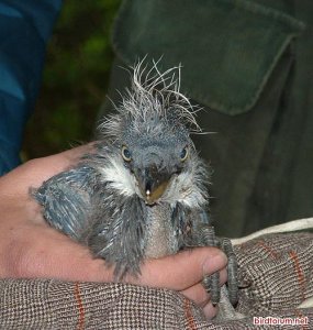 Bad Hair Day :o)