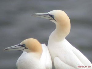 Northern Gannet