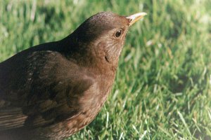 blackbird's head