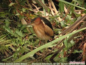 Black-backed (Little) Bittern