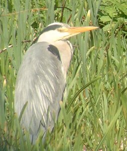 grey heron