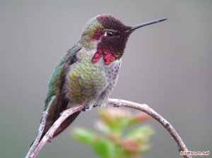 Anna's hummingbird, male