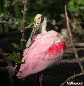 Roseate Spoonbill