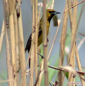 Orchard Oriole