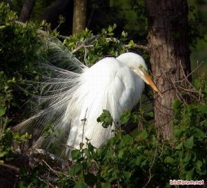 Nesting Great Egret