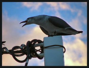 Laughing Gull