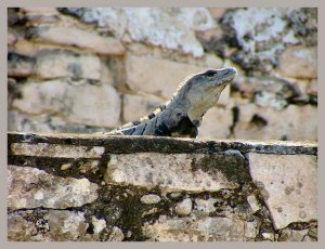 Iguana on Ruins of Tulum
